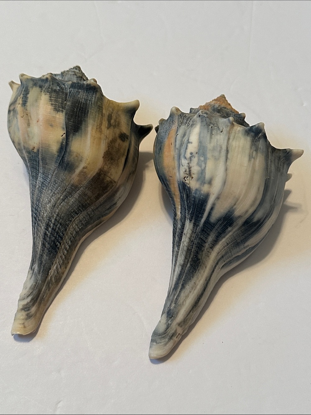Decorative Natural Lightening Whelk Sea Shell Pair in Gray and Cream - Picture 7 of 7